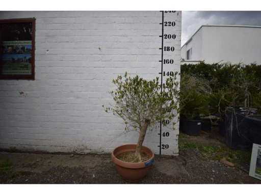 olijf op stam orabje schaal - Olive tree