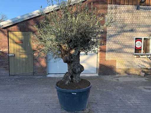 Olive tree Bonsai - Olea Europaea - 50 years old - Height approx. 250 cm 