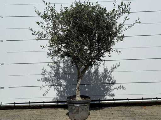 Olijfboom Andalucia L - Olea Europaea - ca. 50 jaar oud - hoogte ca. 220 cm