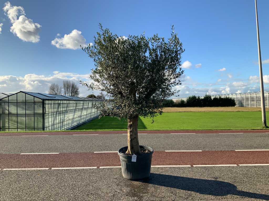 olijfboom (Olea Europaea Lessini)