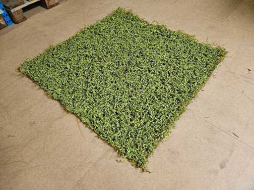25m² greenwall Silkka (nieuw)