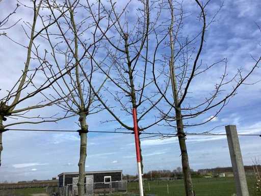 Acero di campo - Albero topiario
