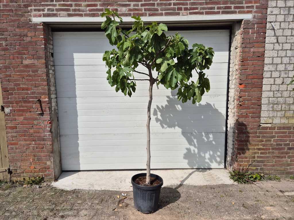 Smochin - Ficus Carica - Pom fructifer - inaltime aprox. 200 cm