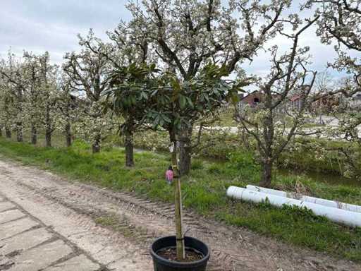 Rododendron - Arbore bulb