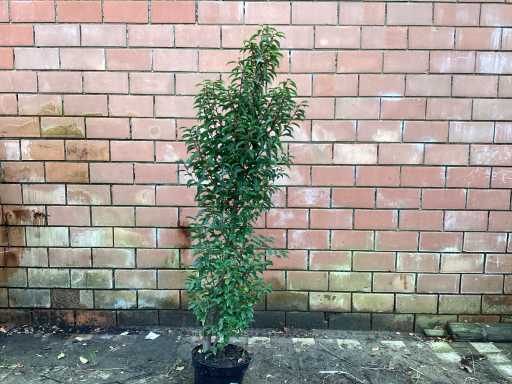 Haagplanten - Prunus Lucitanica (x20)