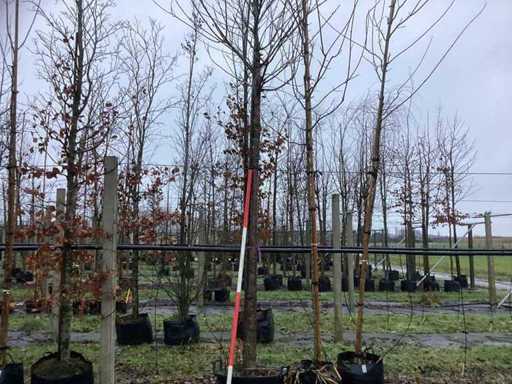 Tybetańska wiśnia – drzewo ozdobne