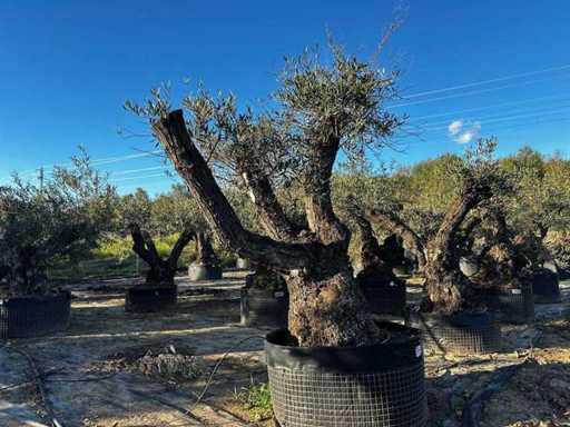 Jahrhundertealter Olivenbaum im Korb
