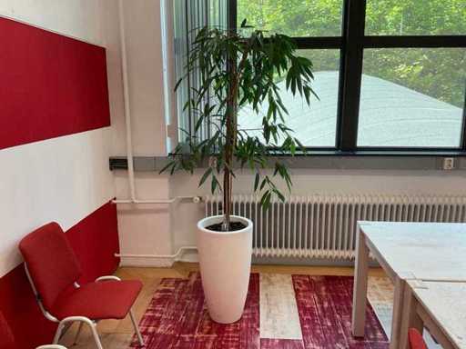 Plante hydroponique avec pot