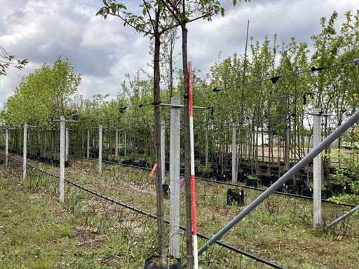 Ciliegio ornamentale - Albero bulbo (2x)