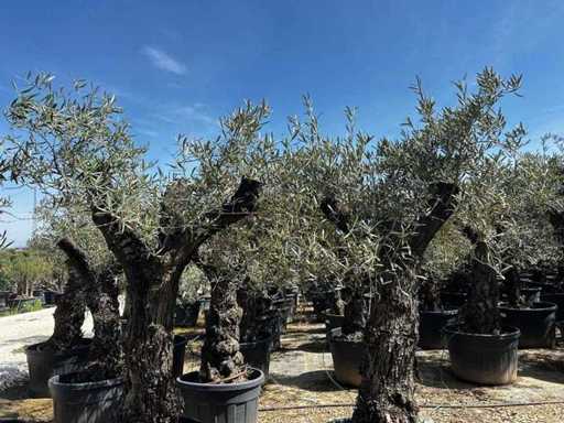 Europäische Olive (2x)