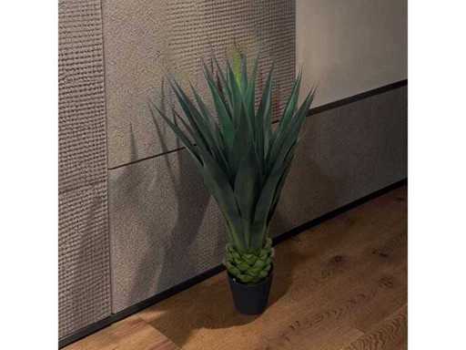 Agave (10x)