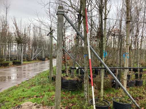 Castan alb - Pomi fructiferi/pomi fructiferi (3x)