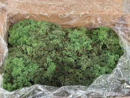 Mușchiul verde islandez (44x)