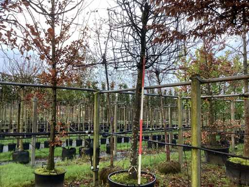 Carpen - Copacul acoperișului