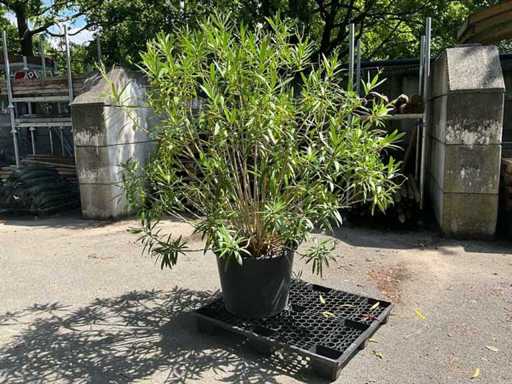 Oleander