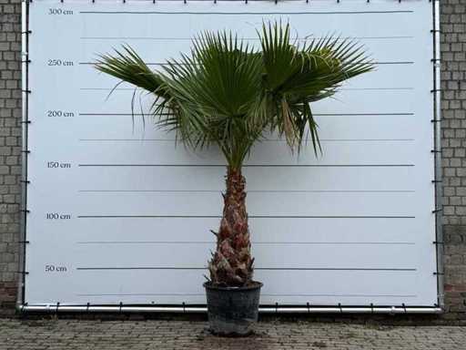 Mexican fan palm - Washingtonia Robusta - trunk height 80-100 cm - height approx. 250 cm
