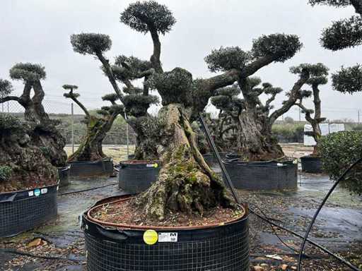 Jubiläums-Olivenbäume – Olea europea Pom Pom Secolare