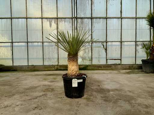 Palmboom (Yucca Rostrata)