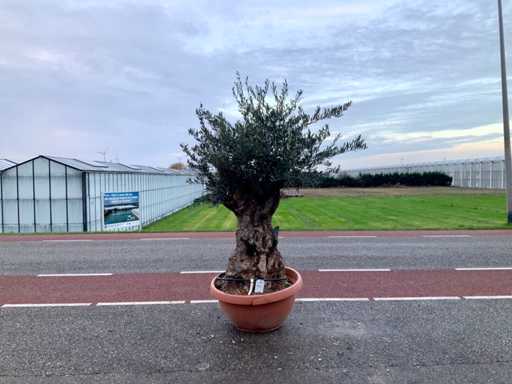 Olijfboom (Olea Europaea Lessini)