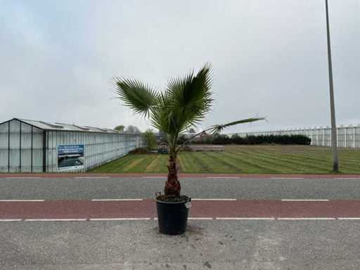 Palme (Washingtonia robusta)