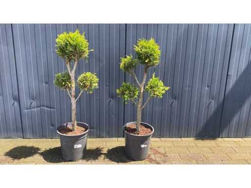 Bonsai klein Vaste plant (2x)