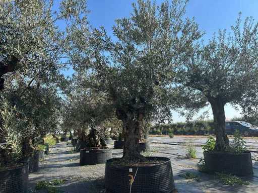 Olijfboom in mand