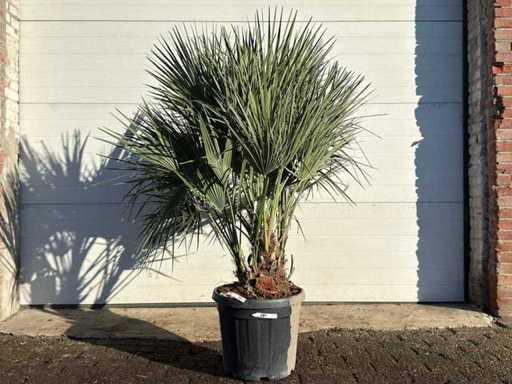 Palmier nain européen M - Chamaerops Humilis - hauteur environ 150 cm