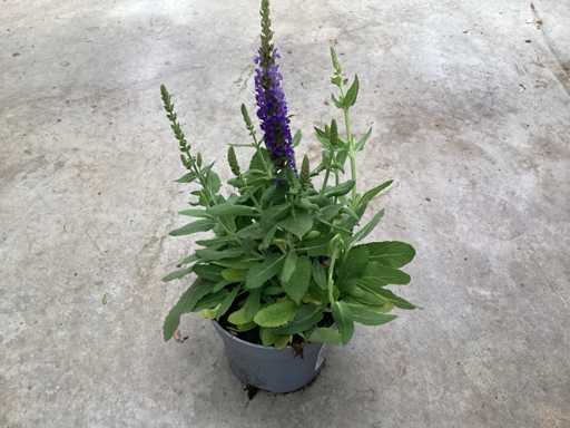 Vaste planten - Salvia (x100)