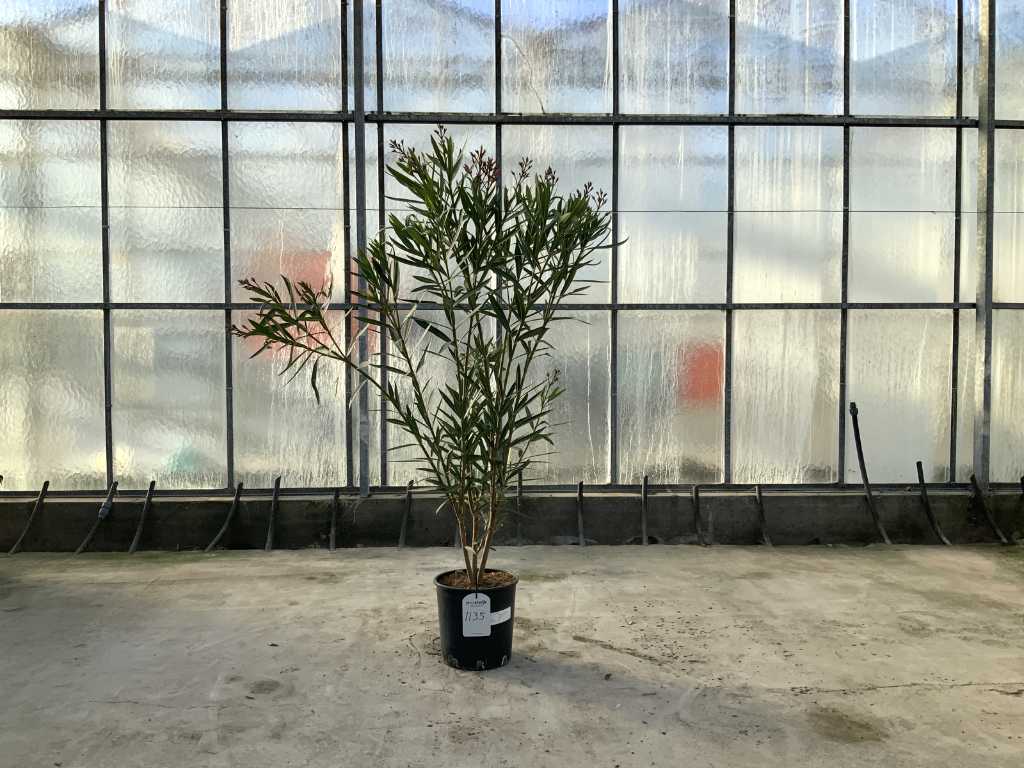 oleandro rosa (Nerium Oleander)