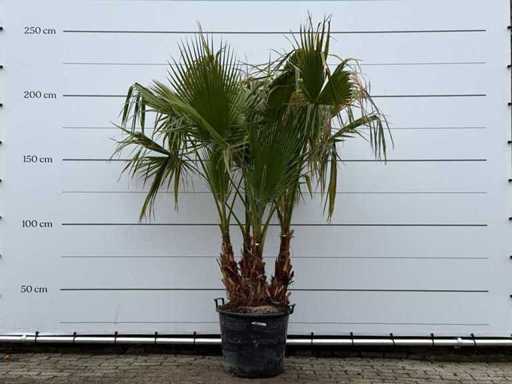 Mexican fan palm multi-stemmed - Washingtonia Robusta - height approx. 230 cm