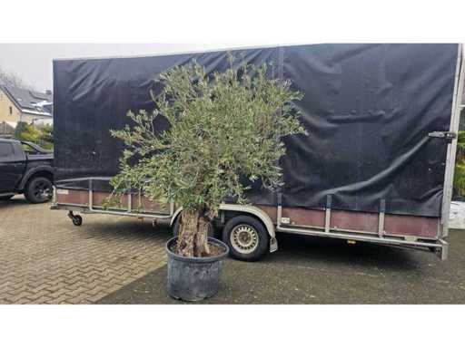 Bonsai magnific de măslin - 100 de ani - Olea europaea