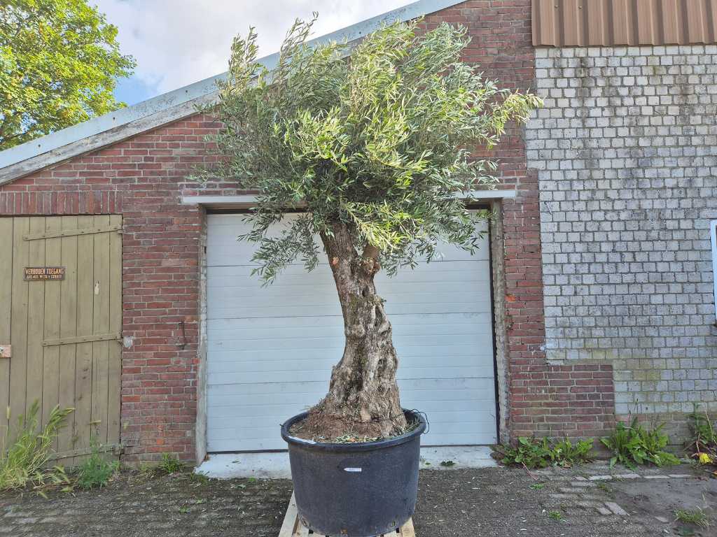 Olijfboom Old Trunk - Olea Europaea - 75 jaar oud - hoogte ca. 350 cm