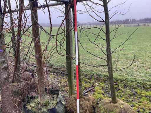 Sweet gum - Topiary tree