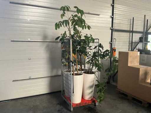 Flora Limburg Plant met pot  Ø40x76cm (4x)