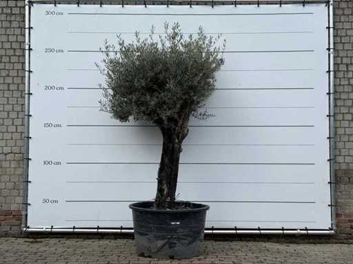 Olive tree old skin - Olea Europaea - approx. 80 years old - height approx. 250 cm