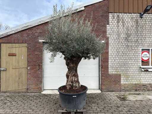Bonsaï d’olivier - Olea Europaea - 200 ans - Taille environ 300 cm