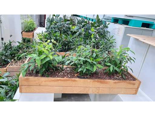 Diverse Planten - Plantenbak (18x)