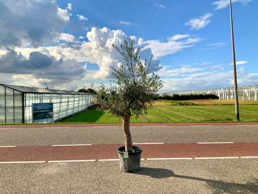 Drzewo oliwne (Olea europaea lessini)