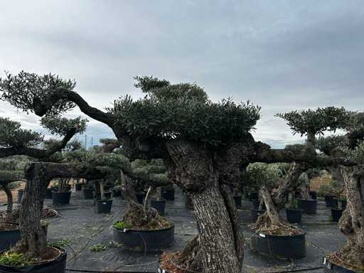  OLEA EUROPEA POM POM SECOLARE  