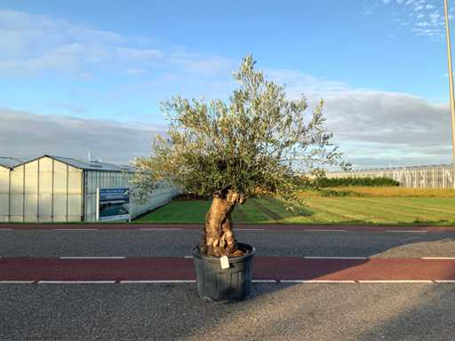 Olive tree (Olea Europaea Lessini)