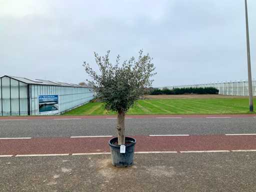 Olijfboom (Olea Europaea Lessini)