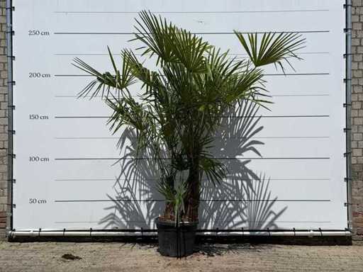 Chinese fan palm triple trunk - Trachycarpus Fortunei - height approx. 250 cm