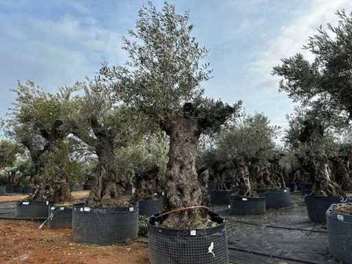 Hundertjährige Olivenbäume – Olea Europea
