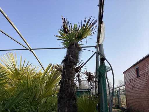 Trachycarpus 3 meters