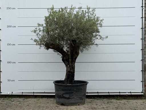Olive Old Skin - Olea Europaea - environ 75 ans - hauteur environ 250 cm