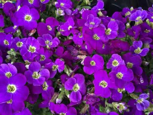 Aubretia (100x)