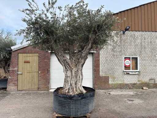 Olijfboom Cieza XXL - Olea Europaea - ca. 200 jaar oud - hoogte ca. 290 cm