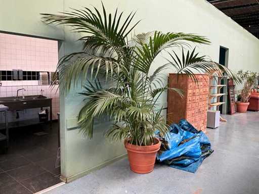Plant in pot