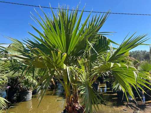 Palmier robuste Washingtonia