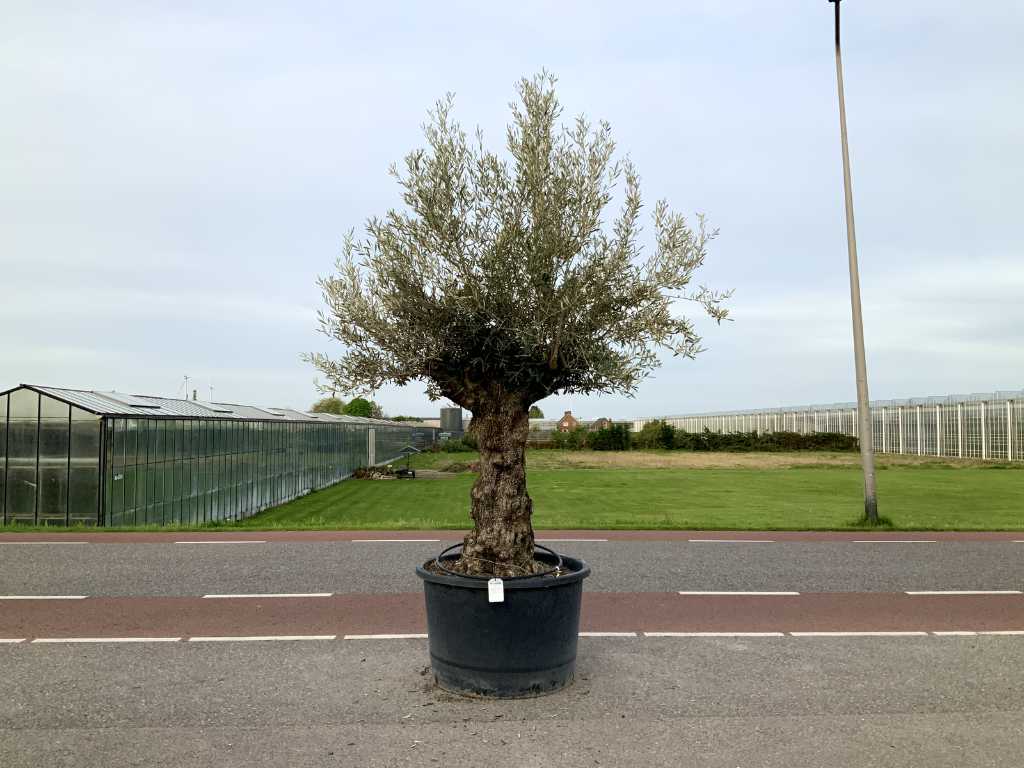 Olivenbaum (Olea Europaea Lessini)